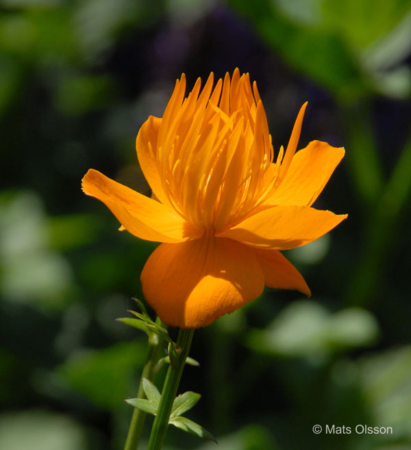 Kinesisk smrboll 'Golden Queen', Trollius chinensis 'Golden Queen'