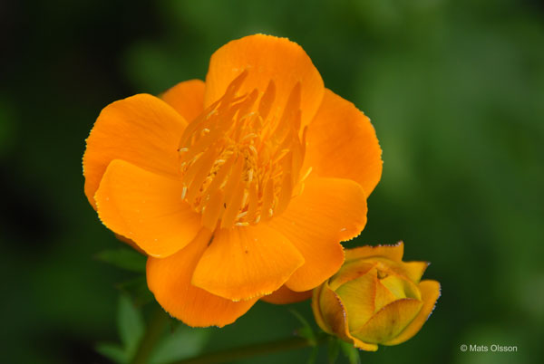 Kinesisk smrboll 'Golden Queen', Trollius chinensis 'Golden Queen'