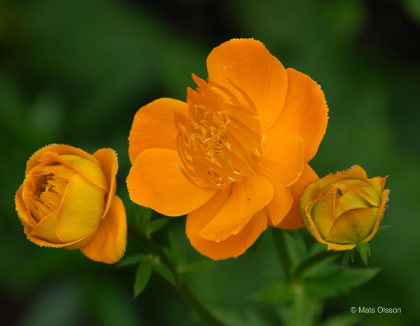 Kinesisk smrboll 'Golden Queen', Trollius chinensis 'Golden Queen'