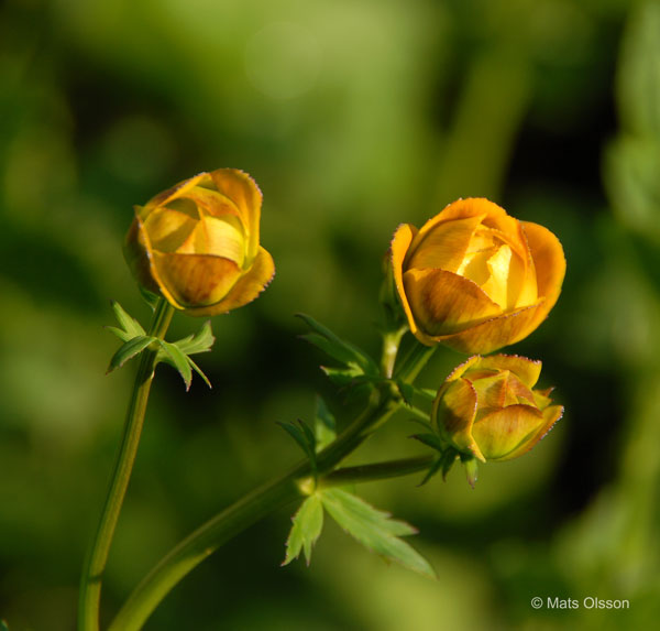 Kinesisk smrboll 'Golden Queen', Trollius chinensis 'Golden Queen'
