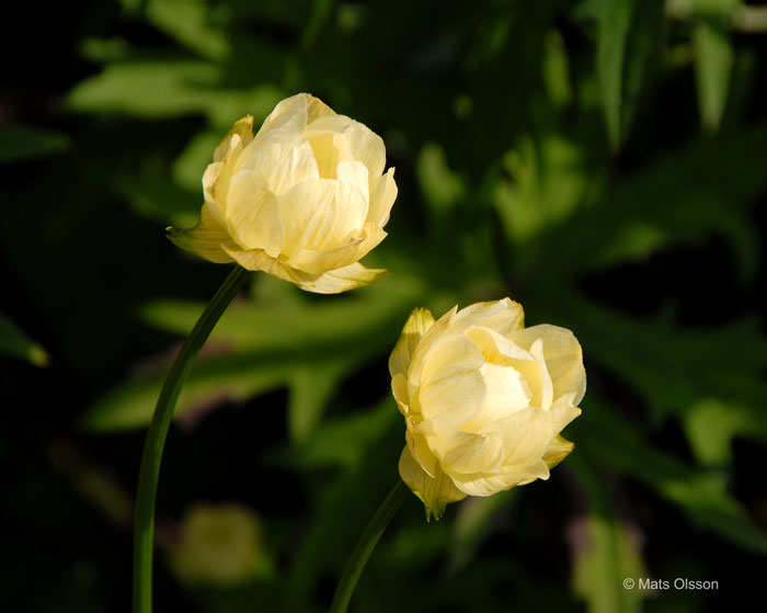 Trdgrdssmrboll 'Alabaster', Trollius  cultorum 'Alabaster'