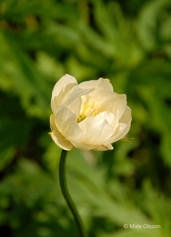 Trdgrdssmrboll 'Alabaster', Trollius  cultorum 'Alabaster'