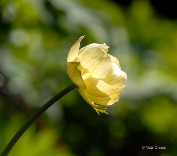 Trdgrdssmrboll 'Alabaster', Trollius  cultorum 'Alabaster'