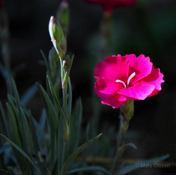 Bergnejlika, Dianthus gratianopolitanus