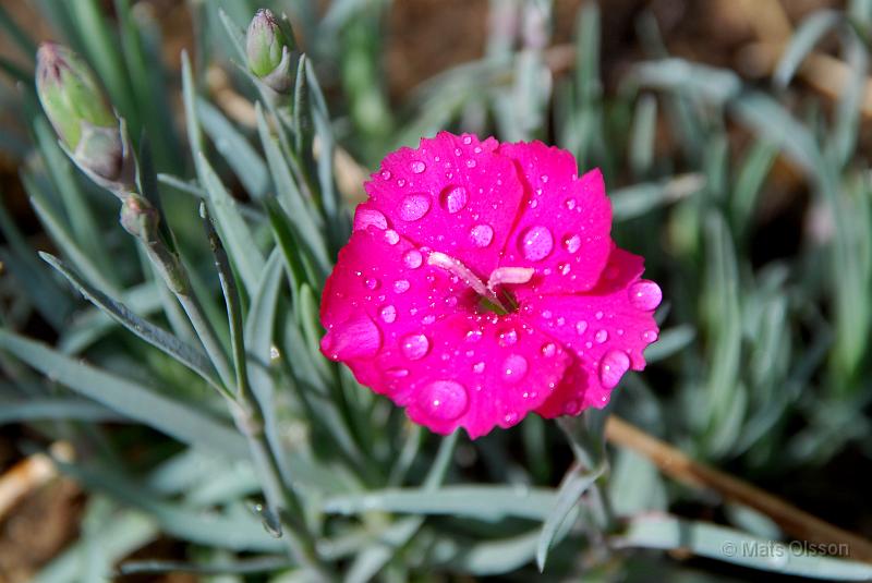 Bergnejlika, Dianthus gratianopolitanus