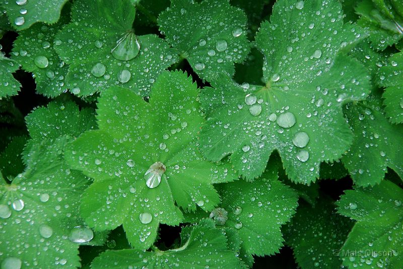 Jttedaggkpa, Alchemilla mollis