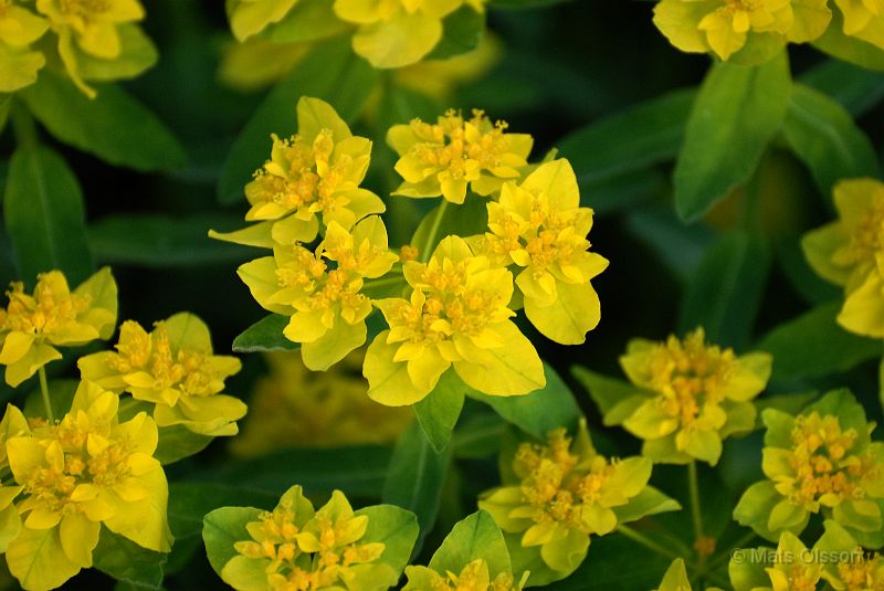 Gulltrel, Euphorbia polychroma