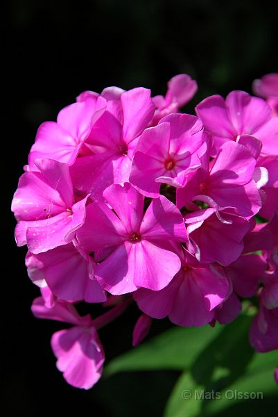 Hstflox, Phlox paniculata hybrid