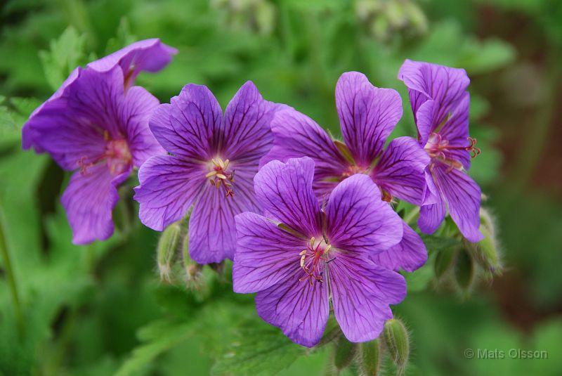 Kungsnva, Geranium magnificum