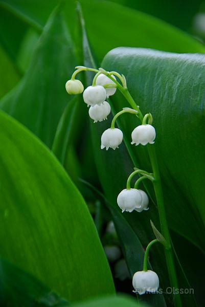 Liljekonvalj, Convallaria majalis