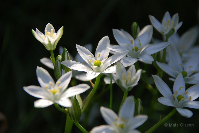 Morgonstjrna, Ornithogalum umbellatum