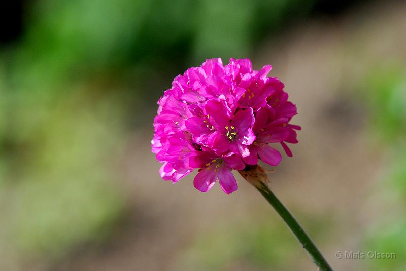Strandtrift, Armeria maritima 'Splendens'