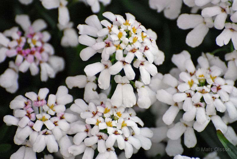 Vinteriberis, Iberis sempervirens