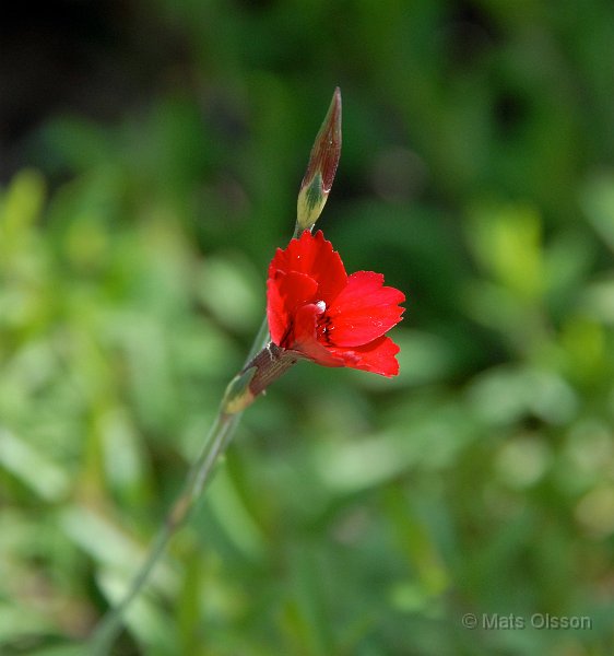 Backnejlika, Dianthus deltoides 'Flashing Light'