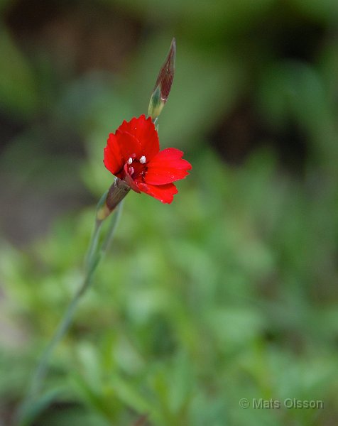 Backnejlika, Dianthus deltoides 'Flashing Light'