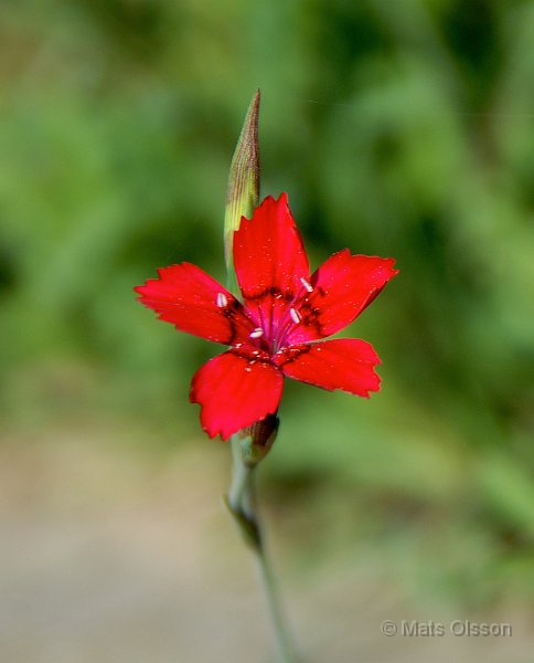 Backnejlika, Dianthus deltoides 'Flashing Light'