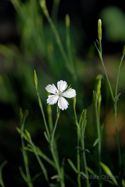Backnejlika, Dianthus deltoides 'Albiflorus'