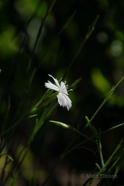 Backnejlika, Dianthus deltoides 'Albiflorus'