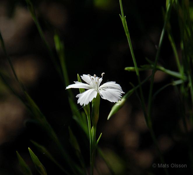 Backnejlika, Dianthus deltoides 'Albiflorus'