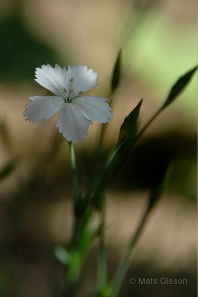 Backnejlika, Dianthus deltoides 'Albiflorus'