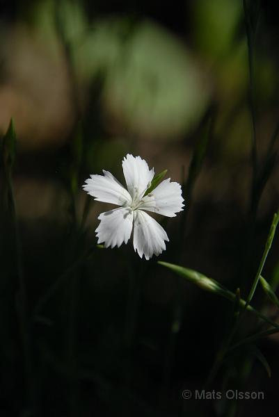 Backnejlika, Dianthus deltoides 'Albiflorus'