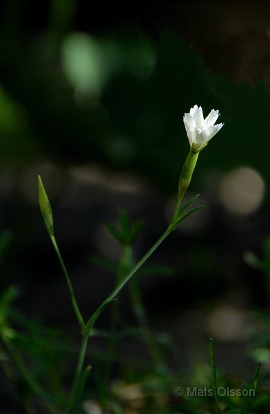 Backnejlika, Dianthus deltoides 'Albiflorus'