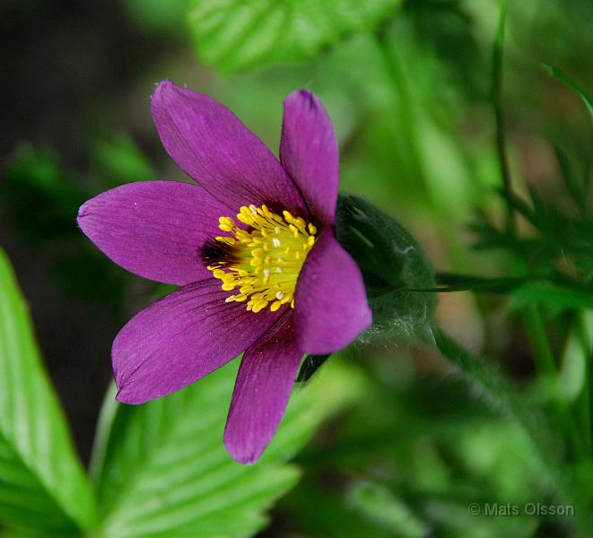 Backsippa, Pulsatilla vulgaris