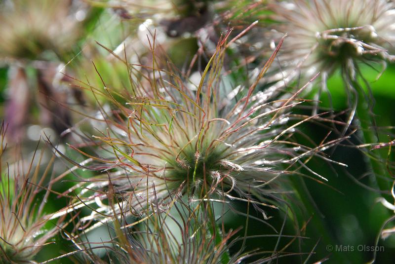 Backsippa, Pulsatilla vulgaris