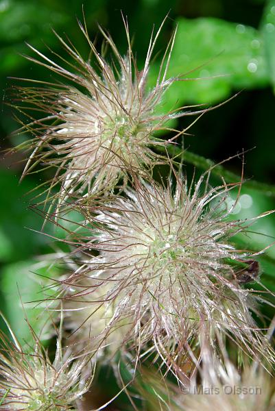 Backsippa, Pulsatilla vulgaris