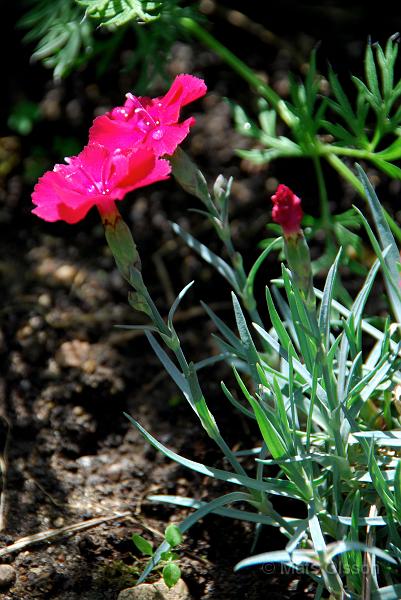 Bergnejlika, Dianthus gratianopolitanus