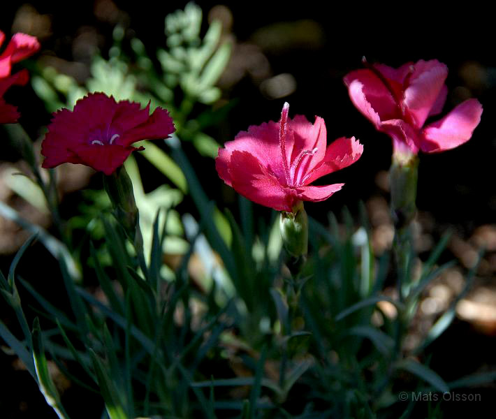 Bergnejlika, Dianthus gratianopolitanus