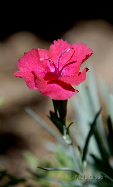 Bergnejlika, Dianthus gratianopolitanus