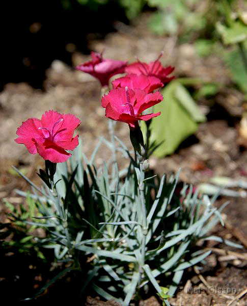 Bergnejlika, Dianthus gratianopolitanus