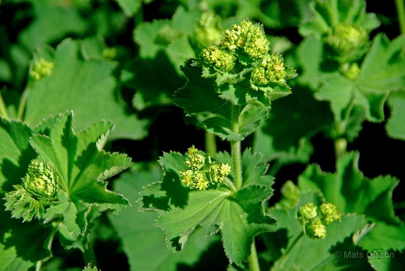Jttedaggkpa, Alchemilla mollis