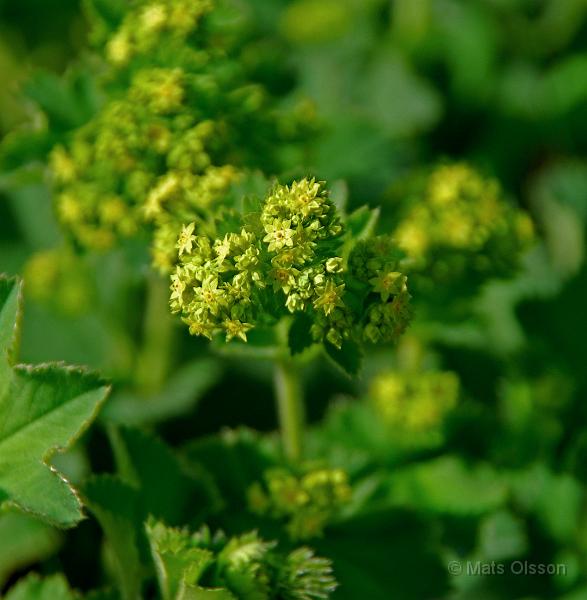 Jttedaggkpa, Alchemilla mollis