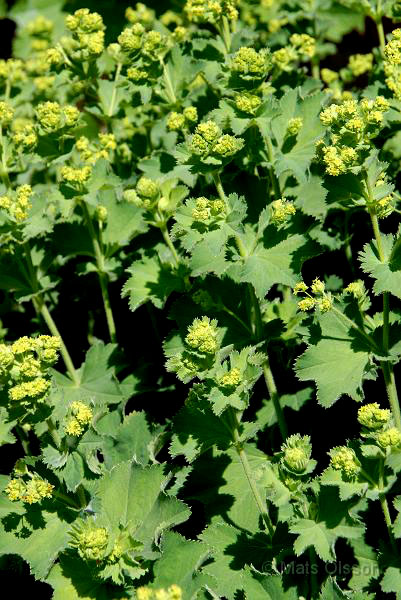 Jttedaggkpa, Alchemilla mollis