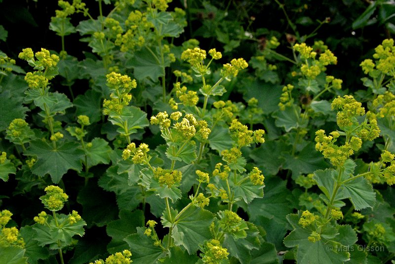 Jttedaggkpa, Alchemilla mollis