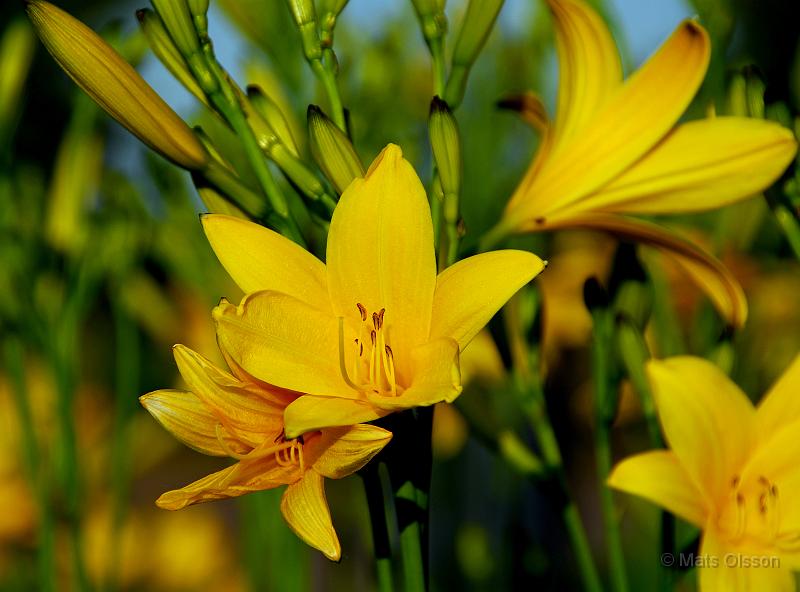 Daglilja, Hemerocallis lilioasphodelus