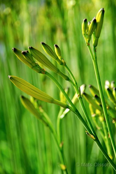 Daglilja, Hemerocallis lilioasphodelus