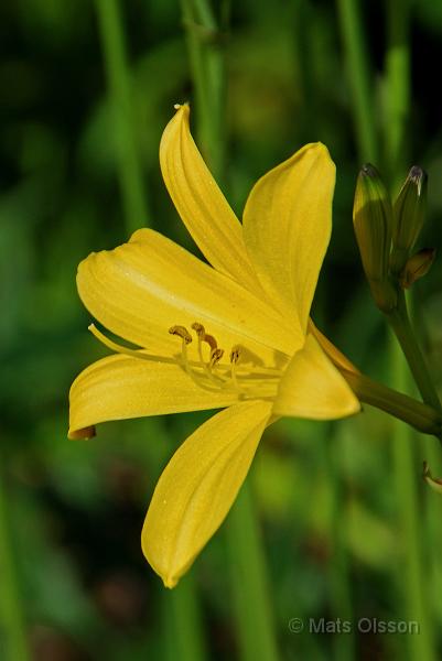 Daglilja, Hemerocallis lilioasphodelus