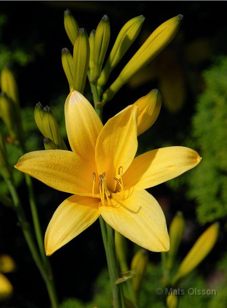 Daglilja, Hemerocallis lilioasphodelus