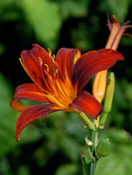 Daglilja, Hemerocallis Sammy Russel