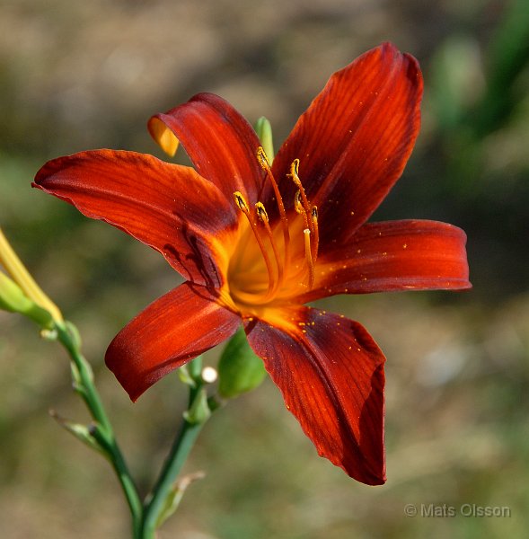 Daglilja, Hemerocallis Sammy Russel