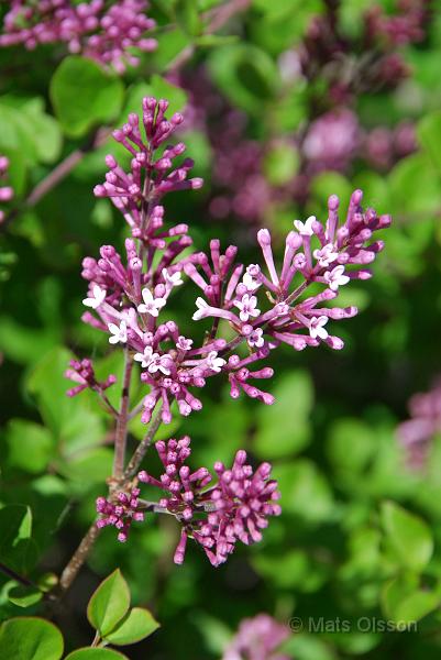 Dvrgsyren, Syringa meyeri 'Palibin'