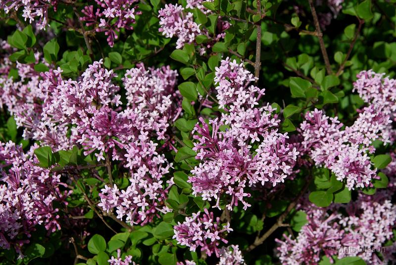 Dvrgsyren, Syringa meyeri 'Palibin'