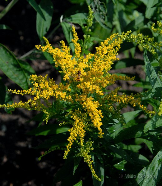 Hstgullris, Solidago 'Goldkind'