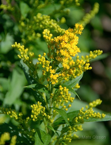 Hstgullris, Solidago 'Goldkind'