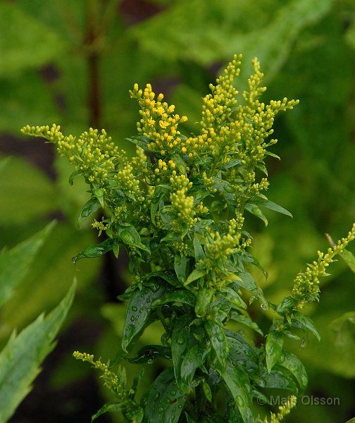 Hstgullris, Solidago 'Goldkind'