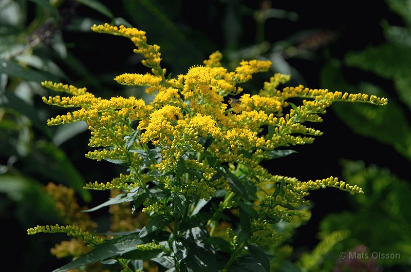 Hstgullris, Solidago 'Goldkind'