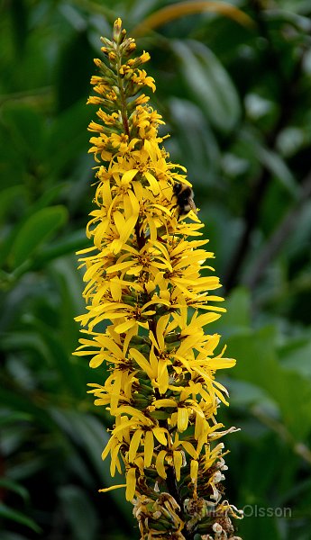 Gullstav, Ligularia stenocephala